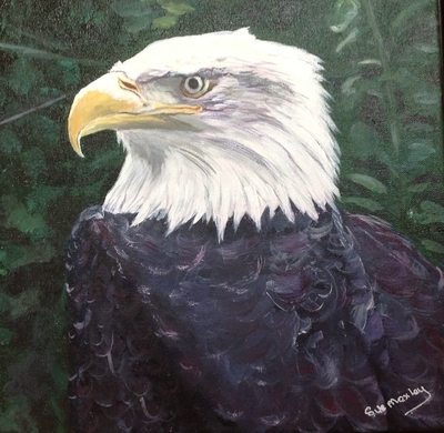 Bald Eagle