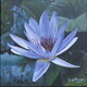 Farren Lake Water Lily