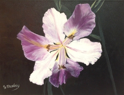 Japanese Iris