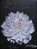 Peony