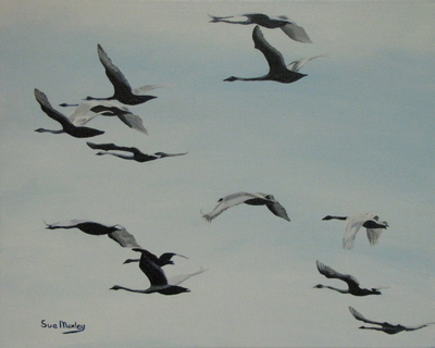Return of the Trumpeter Swans