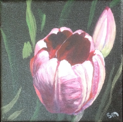 Pink Tulip