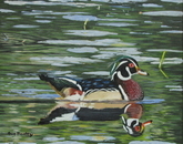 Wood Duck at Mud Lake